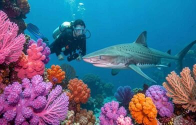 Diving in Fiji: Beqa Lagoon & Rainbow Reef